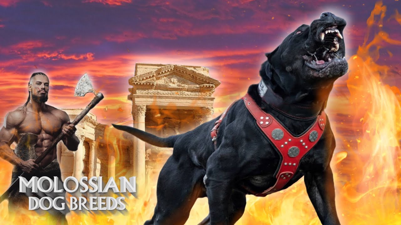 The 10 Alive Molossian Dog Breeds
