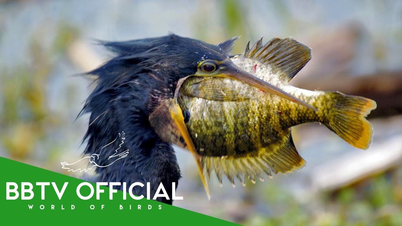 30 Unbelievable Birds Hunt Fish To Eat That Actually Exist! | Wildlife Documentary | BBTV Official