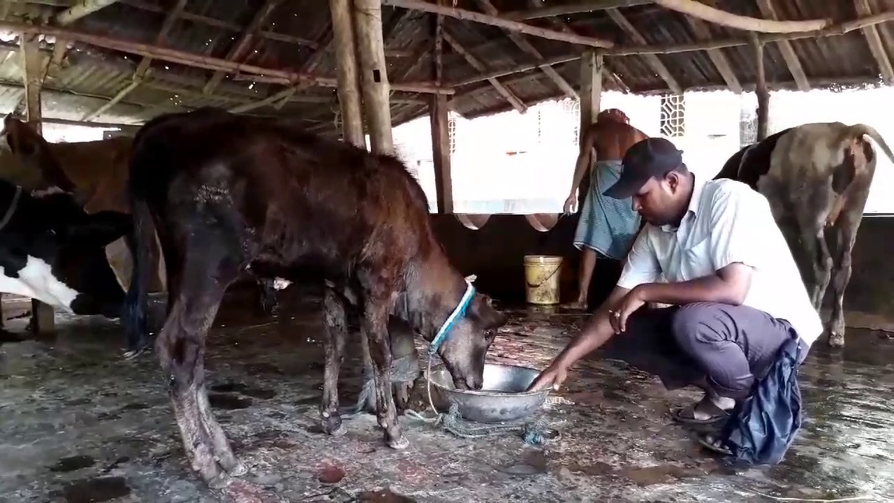 Dairy Cow farm / BD Village Life