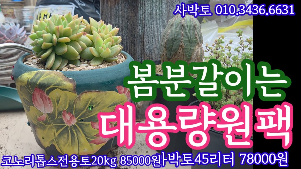 봄이 코 앞이다 ~ 다육이 봄분갈이는 대용량원팩으로 준비하세요💕 사박토 010.3436.6631 #다육이 