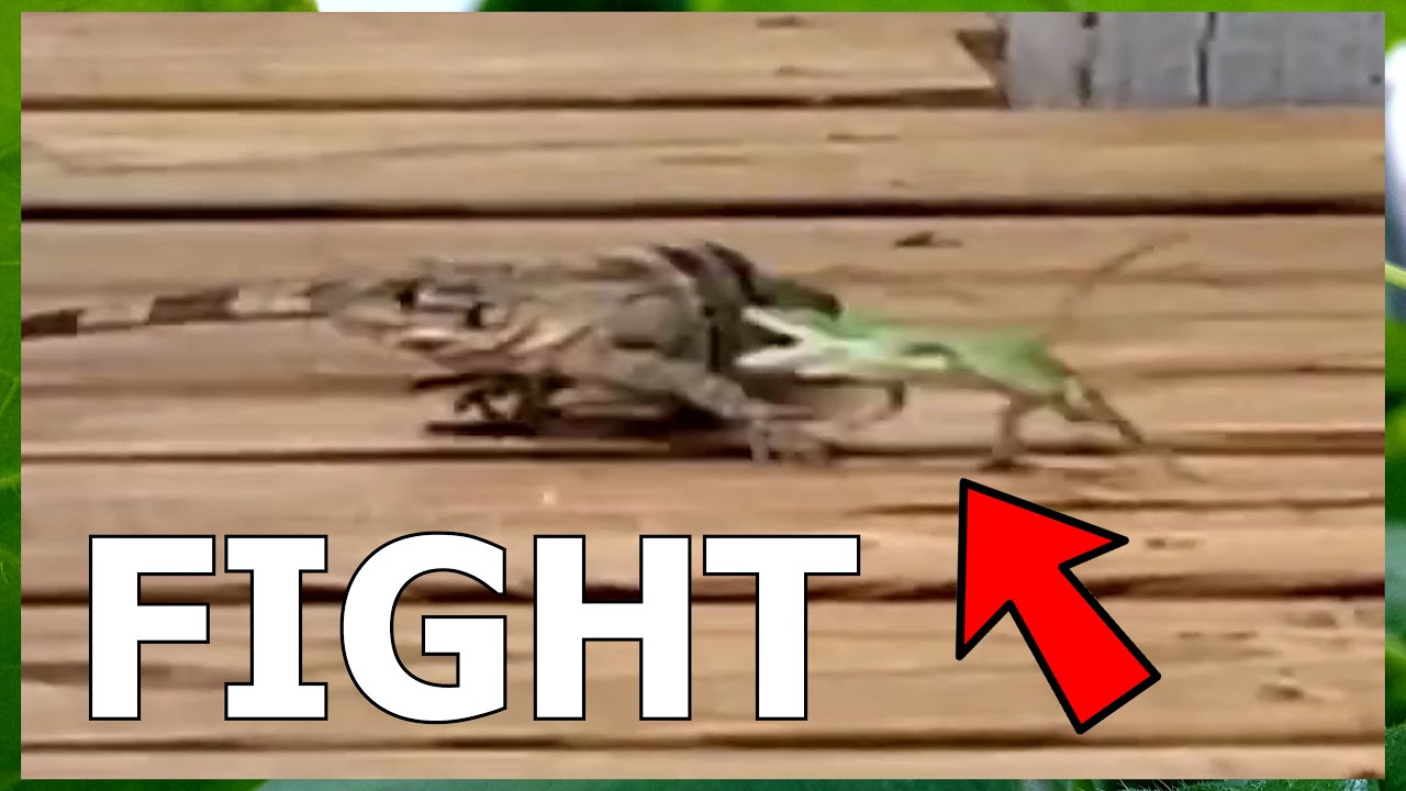 Green Anole Vs. Brown Anole FIGHT... The Entire Reptile Community Is WRONG About THIS (With Proof)