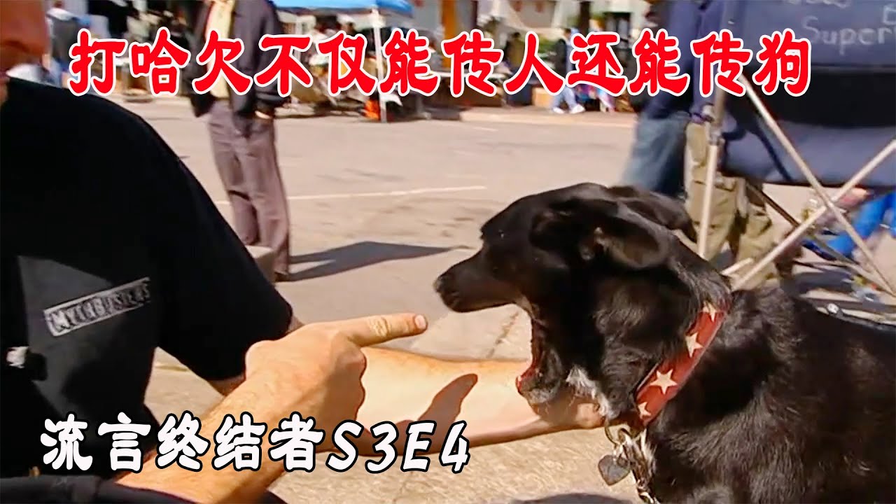 流言终结者：打哈欠能传染，不仅能传人还能传狗，竟然是真的（S3E4）