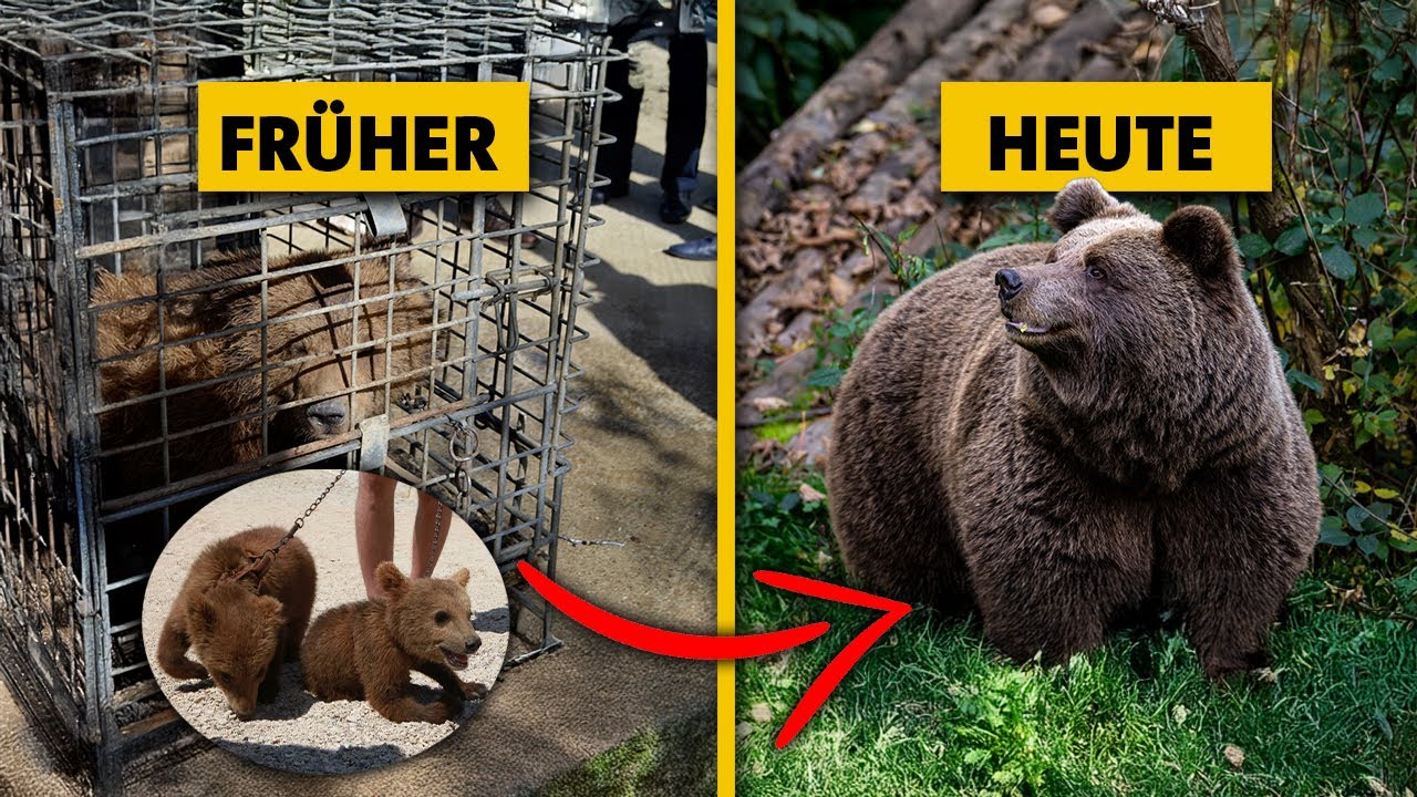 Gefangen, misshandelt, gerettet – Die traurigen Geschichten dieser Bären 🐻🌲