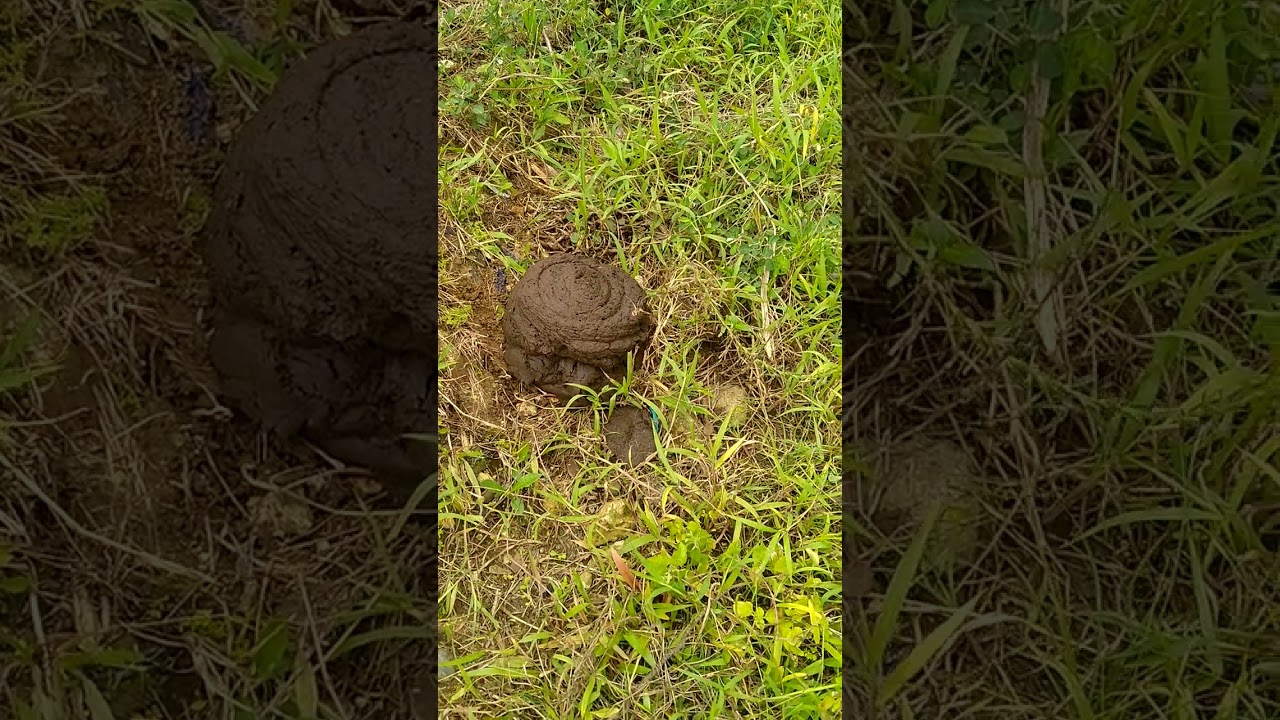 animal manure good as fertilizer #manure #youtubeshorts