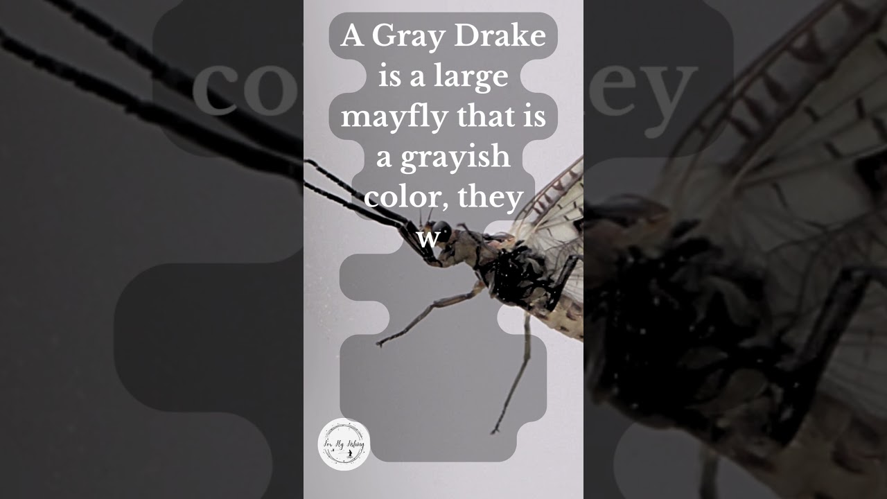What is a Gray Drake?