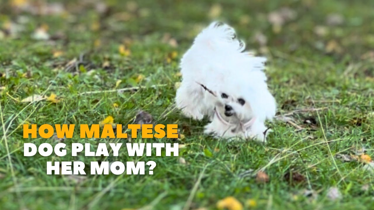 Maltese Dog Play With Mom| Funny Video| Vlog