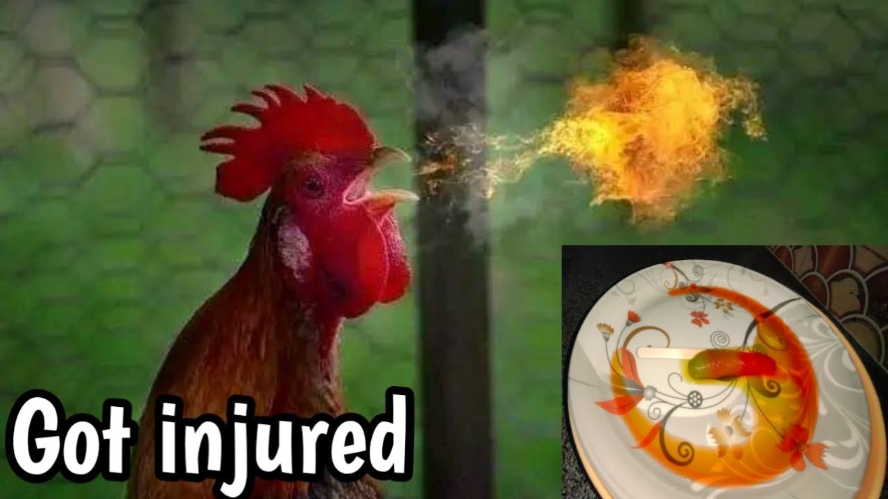 my rooster is injured l ice cream melting by time lapse @courtrecaps