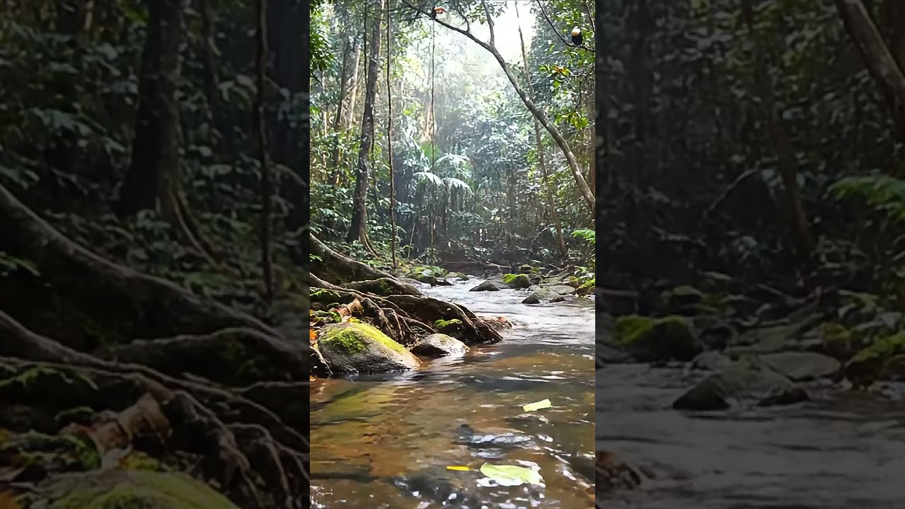 Tropical River with Toucan Birds &ndash; Relaxing Nature Ambience 4K