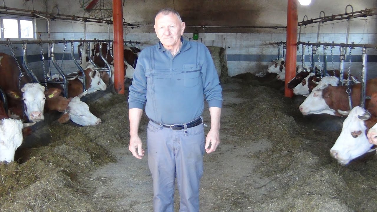 SAVREMENA FARMA MUZNIH KRAVA
