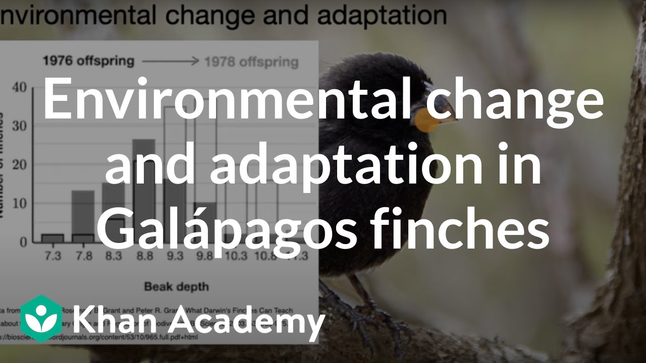 Environmental change and adaptation in Galápagos finches | Middle school biology | Khan Academy