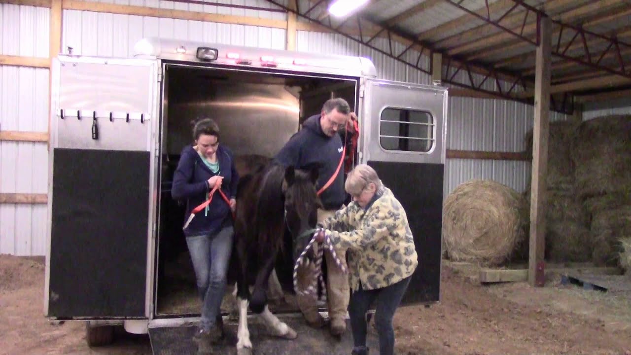 Revenant, a Mine Horse from West Virginia: Heart of Phoenix Equine Rescue