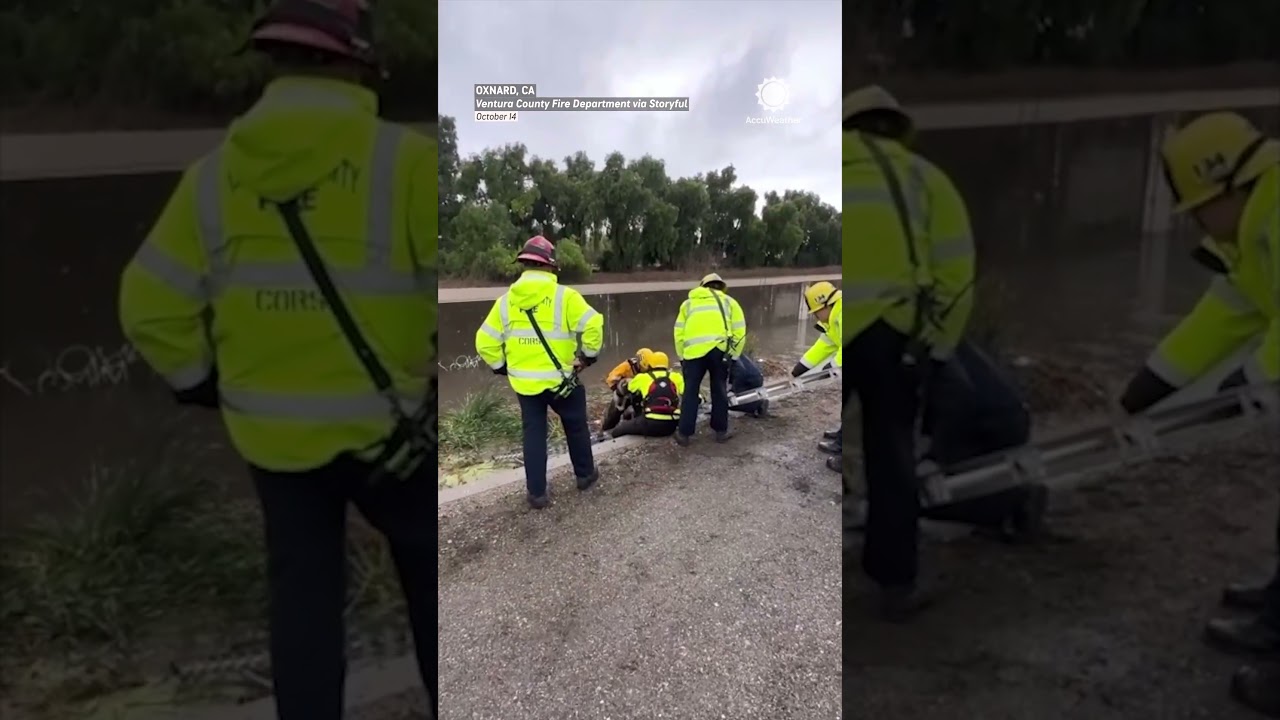 Exhausted Dog Rescued From Flood Channel in California