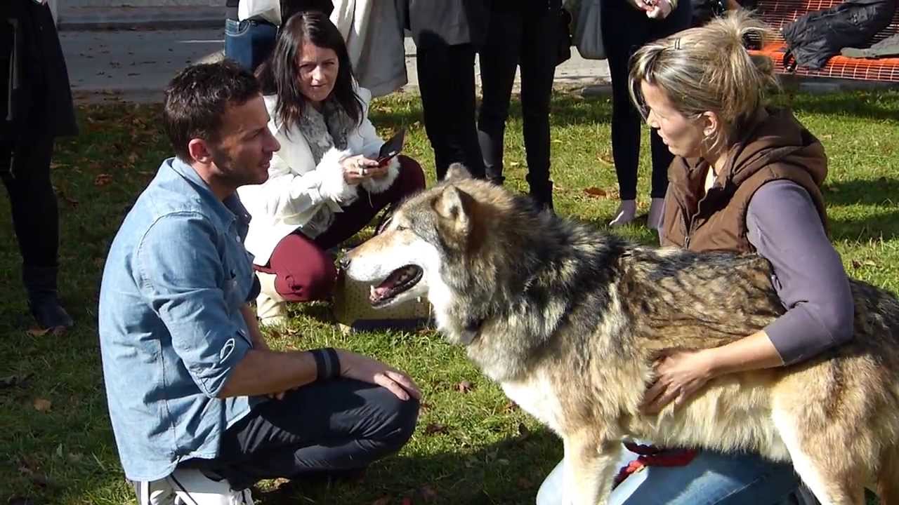 Craig Parker & a wolf - VampiCon 2013. - Budapest, Hungary