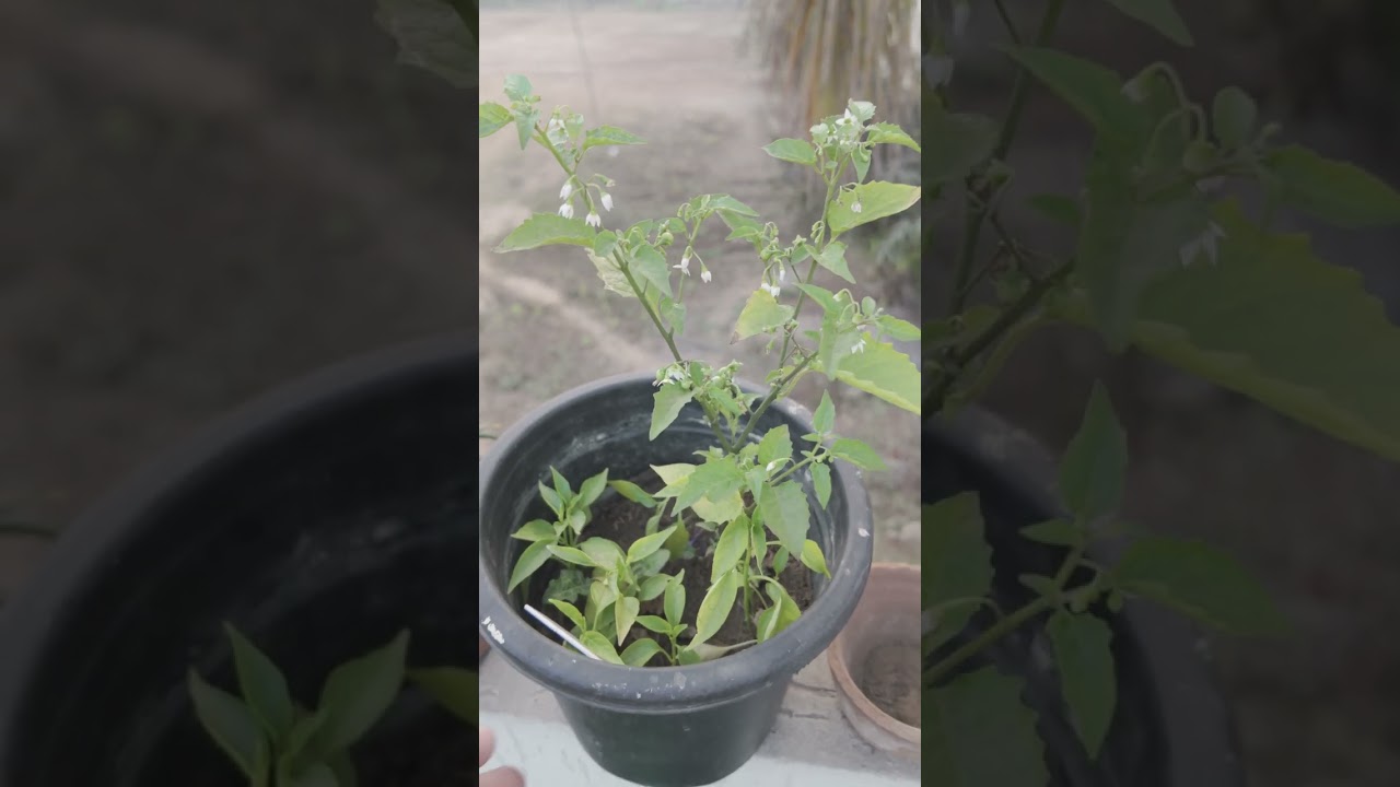 My Morning Routine with plants | Simple & Peaceful 