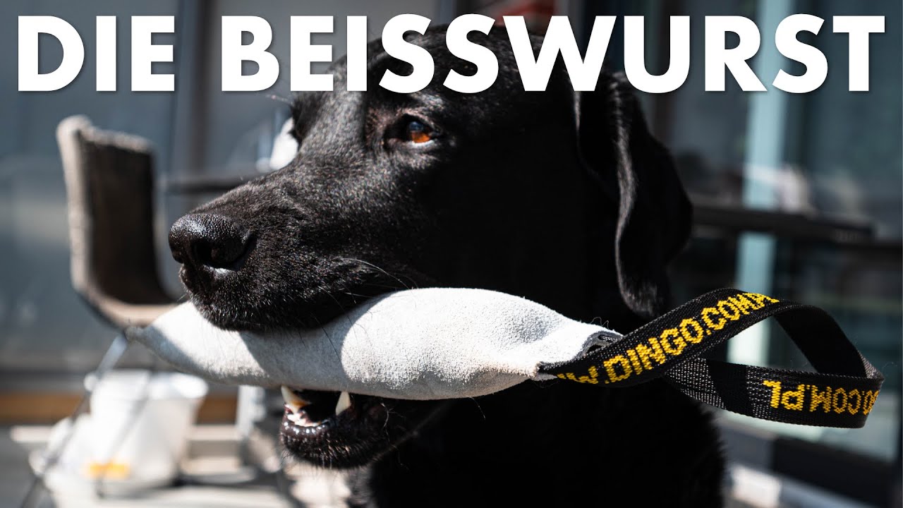 Cedric der Labrador - 152 | Die Beißwurst