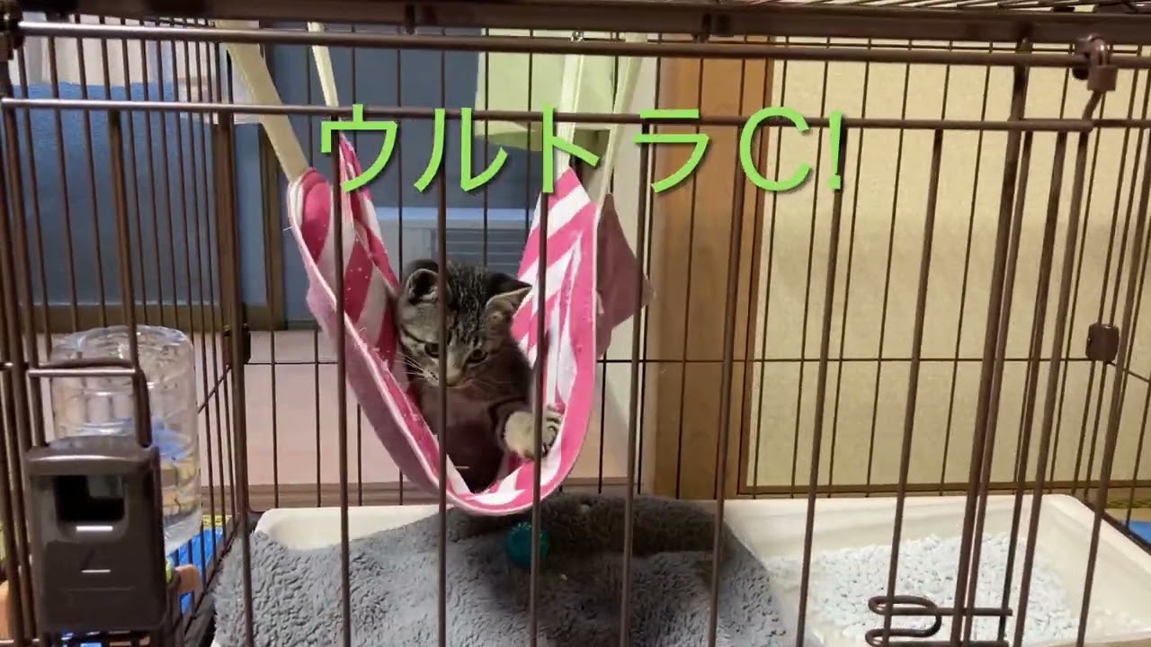 サボたん４日目！ゲージでこんなに激しい子っています？
