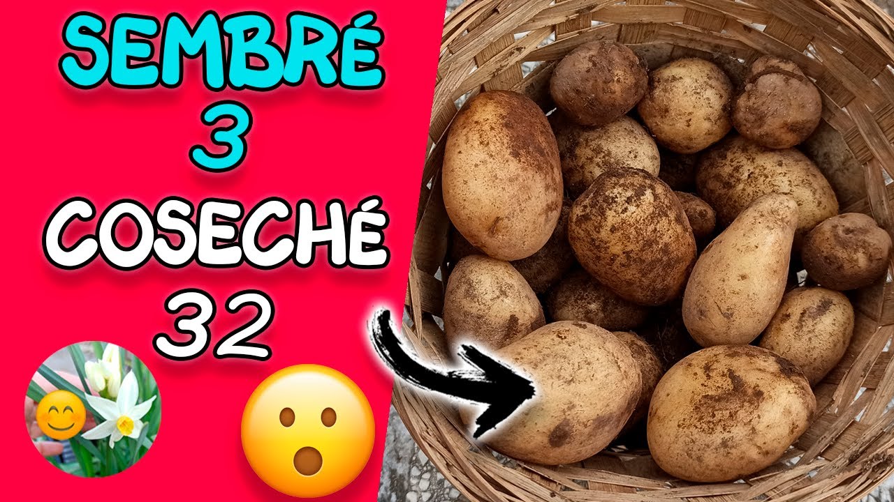 🥔🤤Cómo cultivar PATATAS en MACETA 🌱 Siembra, floración, cosecha y trucos para tener éxito😎