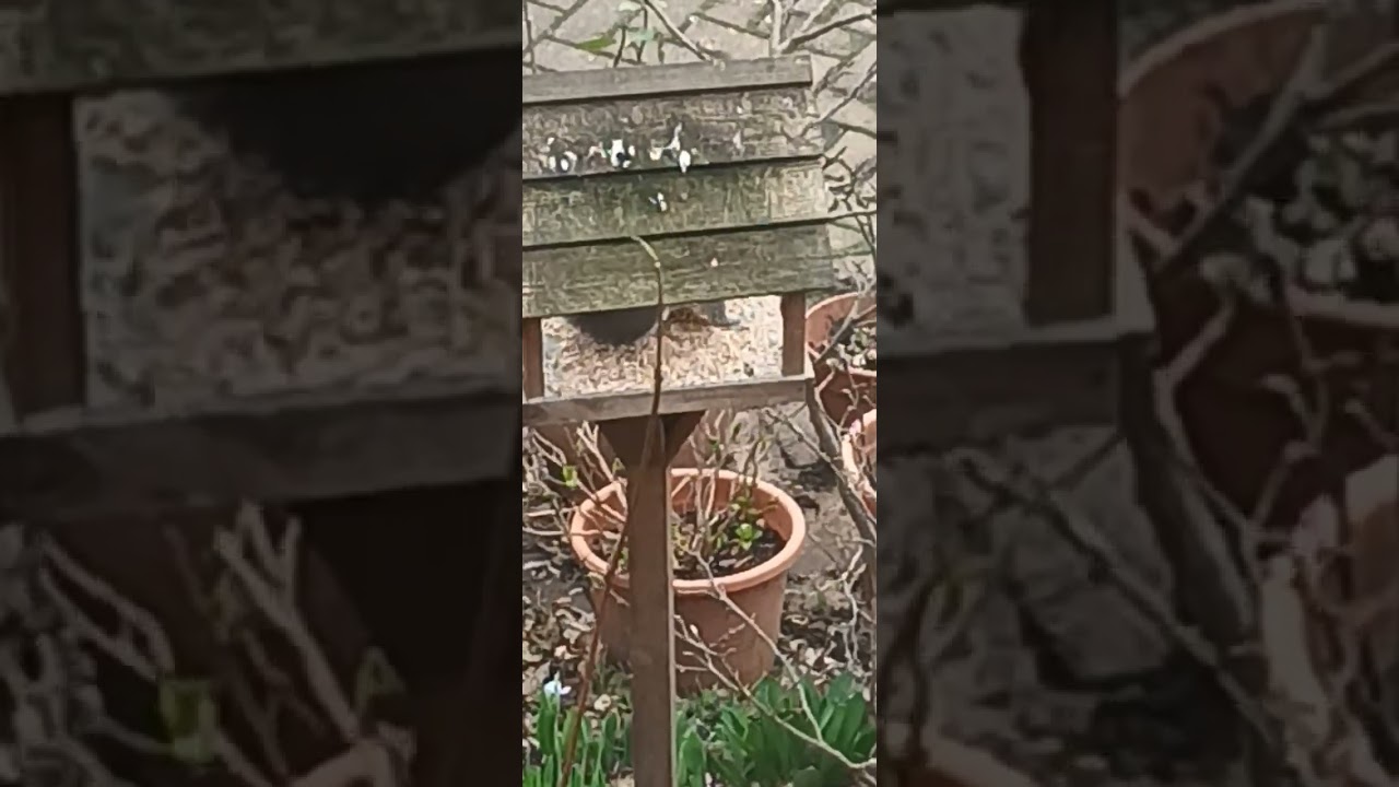 Squirrel eating seeds