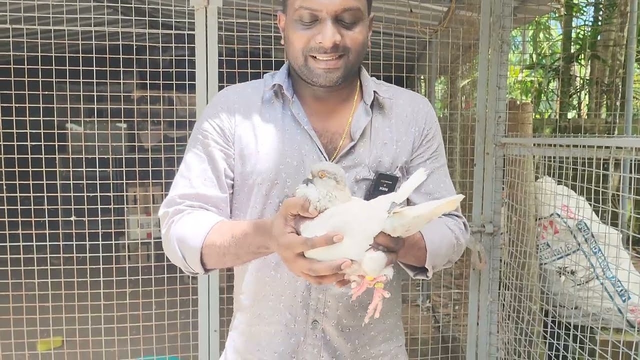ഇപ്പോ ആളുകൾ പ്രാവിനെ വാങ്ങുന്നുണ്ടോ?
