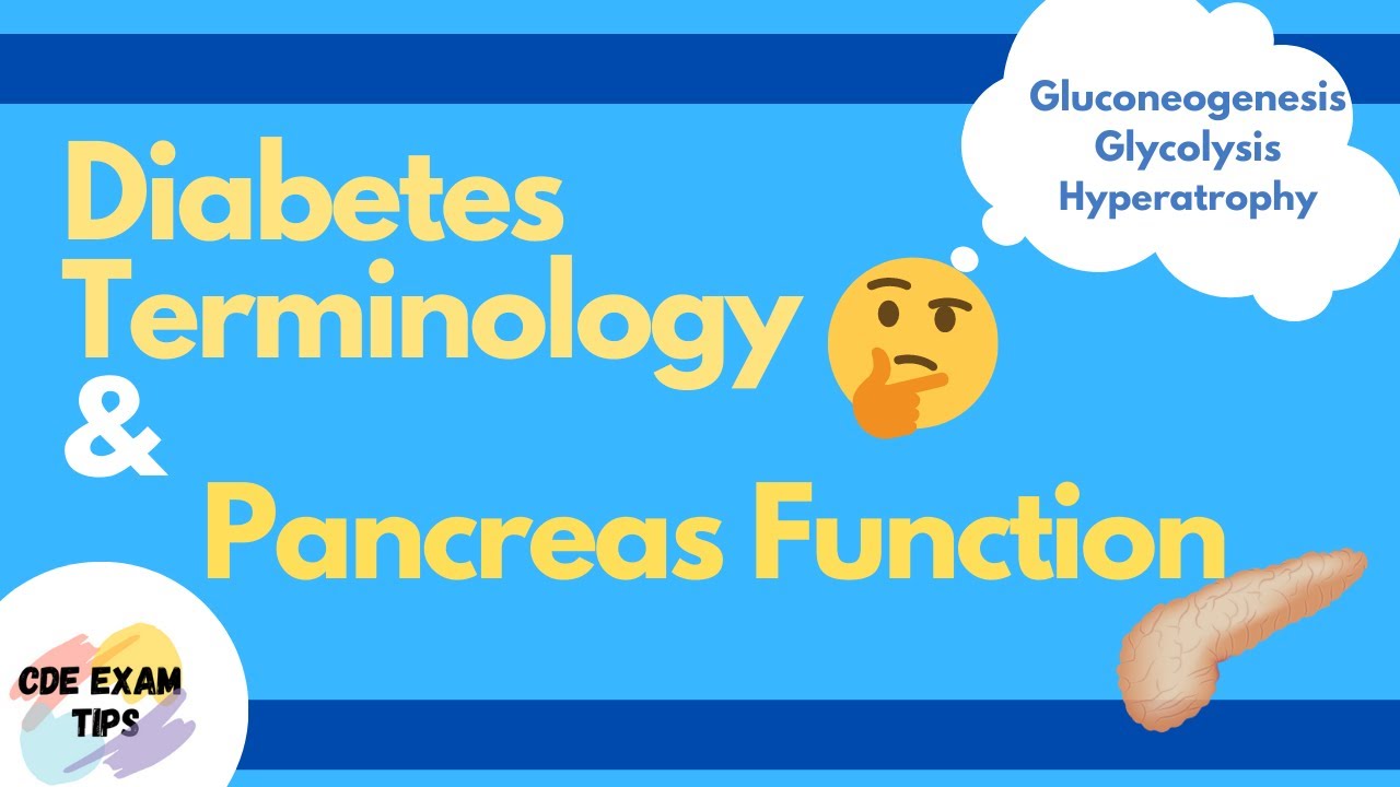 Diabetes Terminology and Pancreas Anatomy | CDE Exam