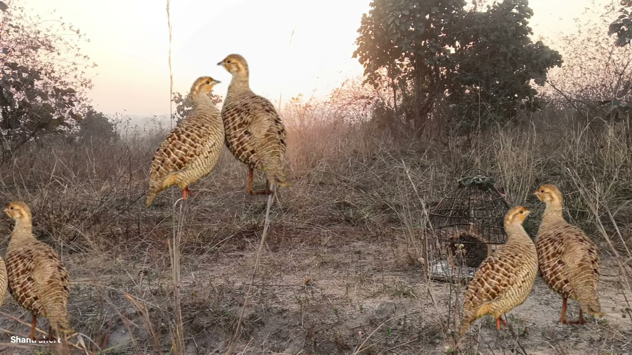 Grey francolin voice// partridge shikar voice // madi teetar voice// partridge hunting sound narteer
