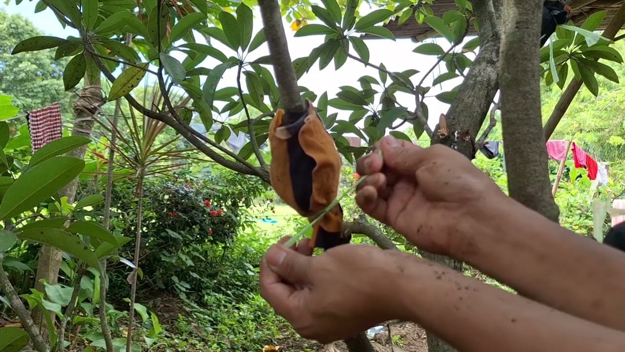 Pagpapaugat o Marcotting method sa puno at halaman tuitorial