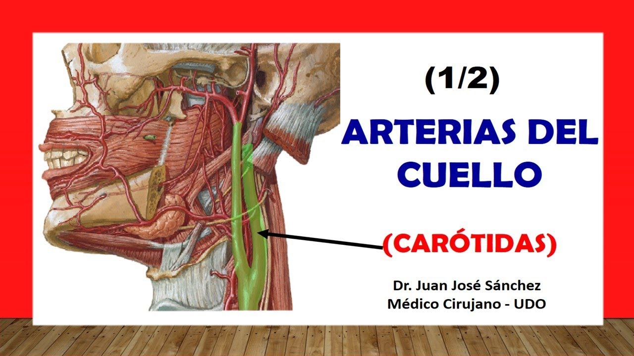 🥇 ARTERIA CARÓTIDA Y SUS RAMAS, ¡Fácil y Sencillo!