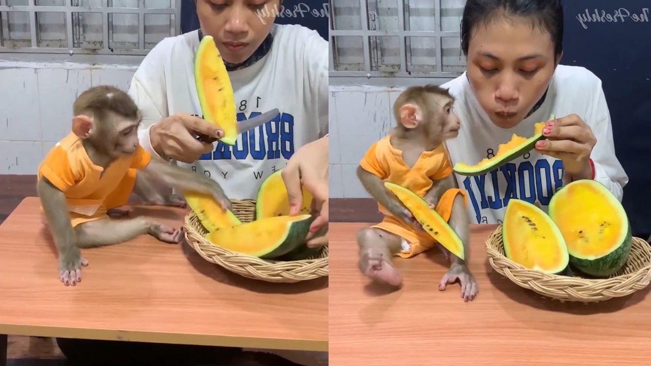 Cute Monkey Tries Sweet Yellow Watermelon 🍉🐒 | Adorable Mealtime Moments!