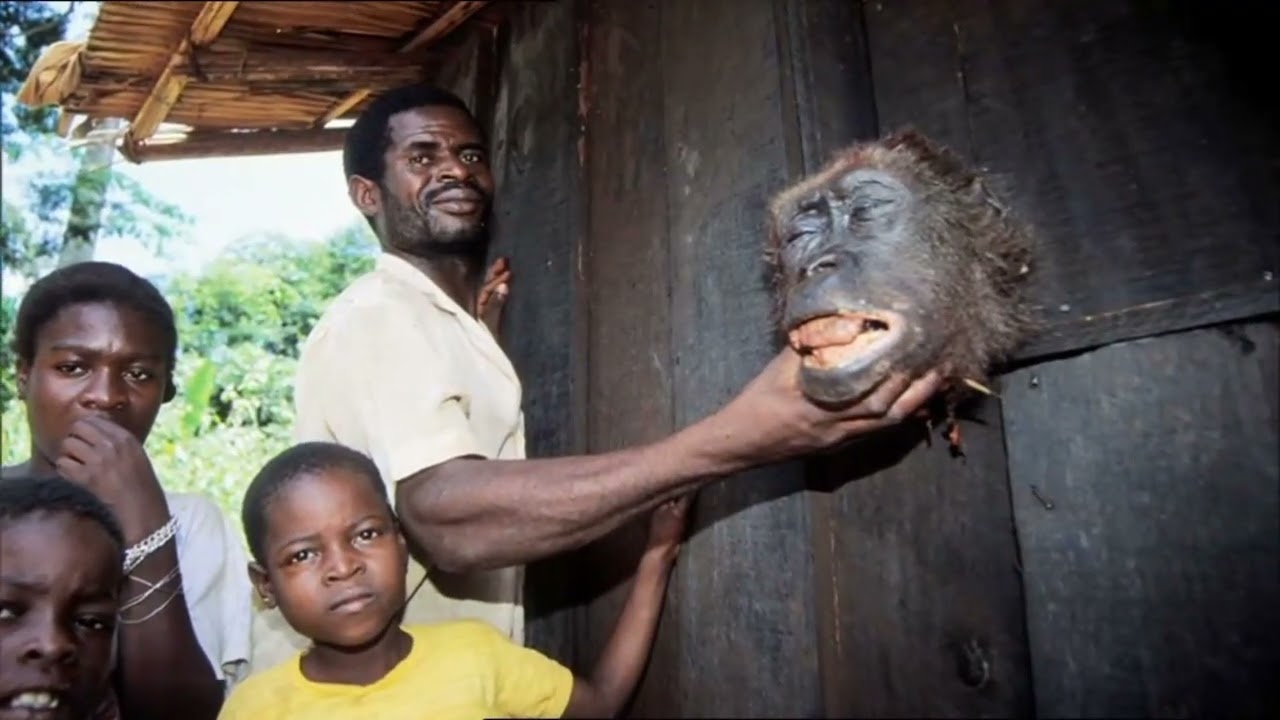 Der Troublemaker: Karl Ammann rettet die Tiere in Afrika