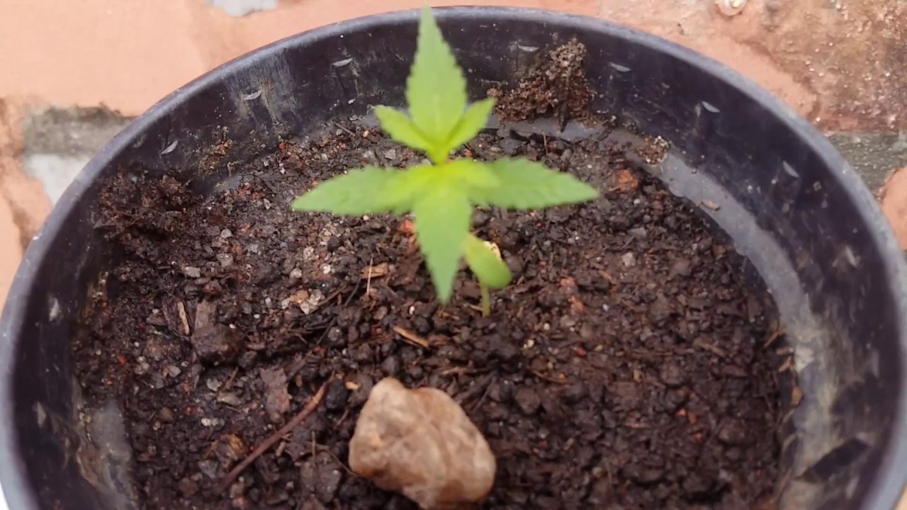 Cultivo de CANABBIS Outdoor - PRIMEIROS DIAS #3
