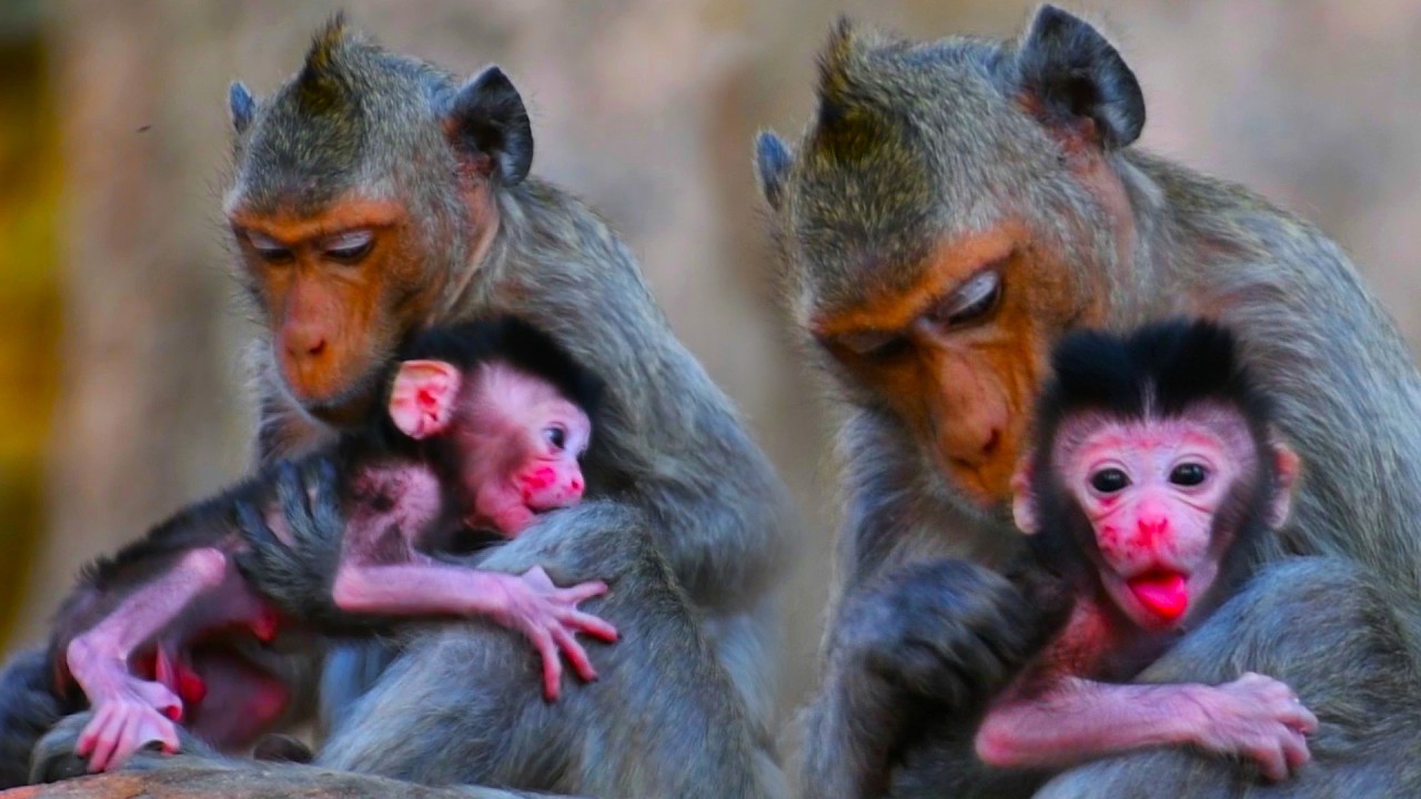 The youngest mother monkey is caring for her newborn baby and giving him milk