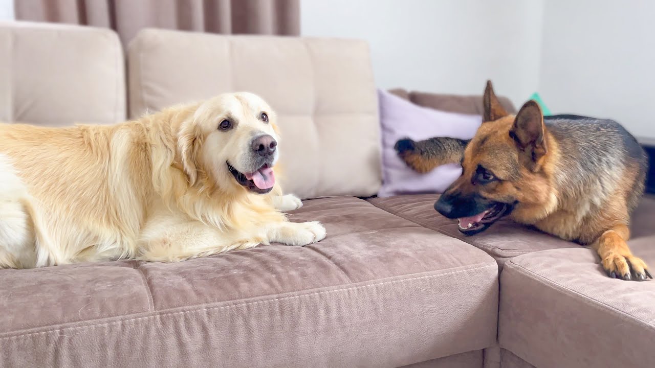 German Shepherd and Golden Retriever playing on the sofa