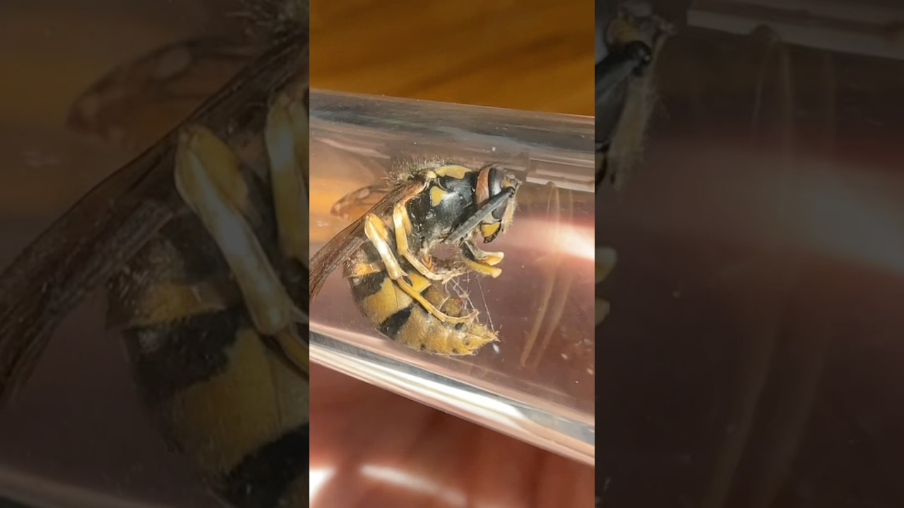 Wasp Capsule Made With Borosilicate Glass