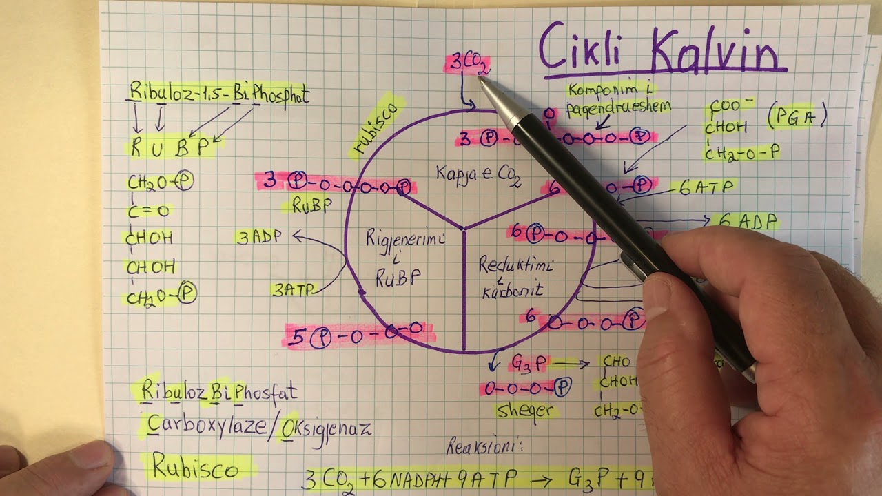 Fotosinteza- Cikli Kalvin
