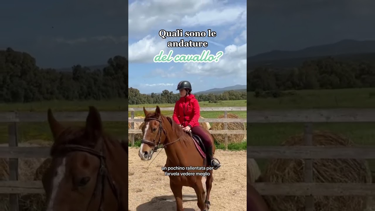 Conosci le andature dei cavalli? #cavalli #horse #equestrianjourney #equitazione #equestrian