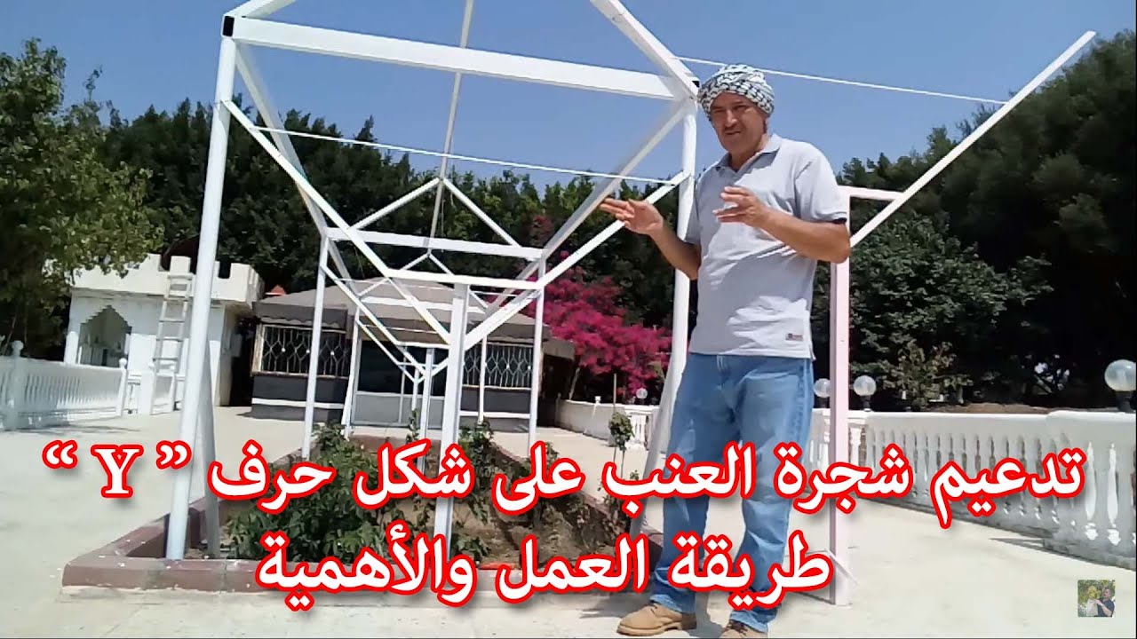 تدعيم شجرة العنب على شكل حرف Y | طريقة العمل والأهمية  Grapes Vines 