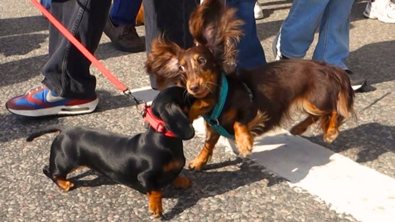 Dachshund Parade 2025 (Taxparaden)!