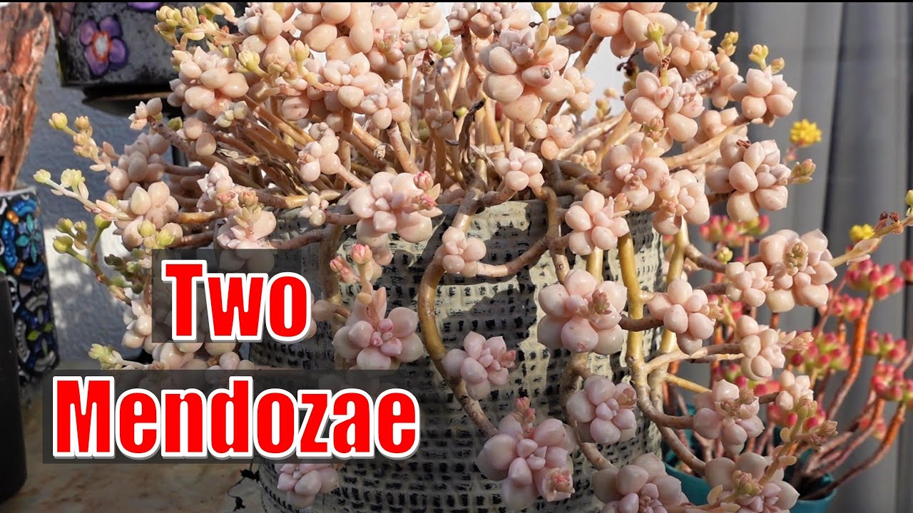 How To Grow GRAPTOPETALUM MENDOZAE | Growing Succulents with LizKreate