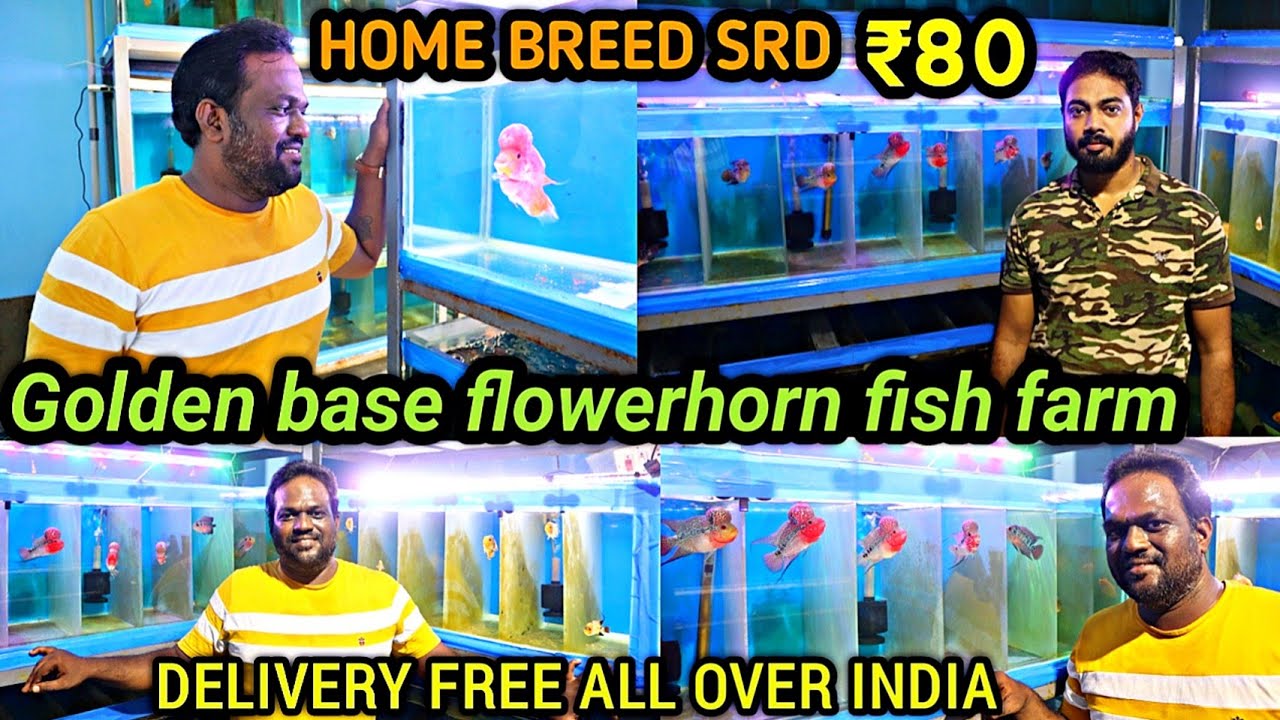 💥ரூ 80 Home Breed SRD Flowerhorn | Flowerhorns for sales | Golden Base Flowerhorn Farm | Aqua farm