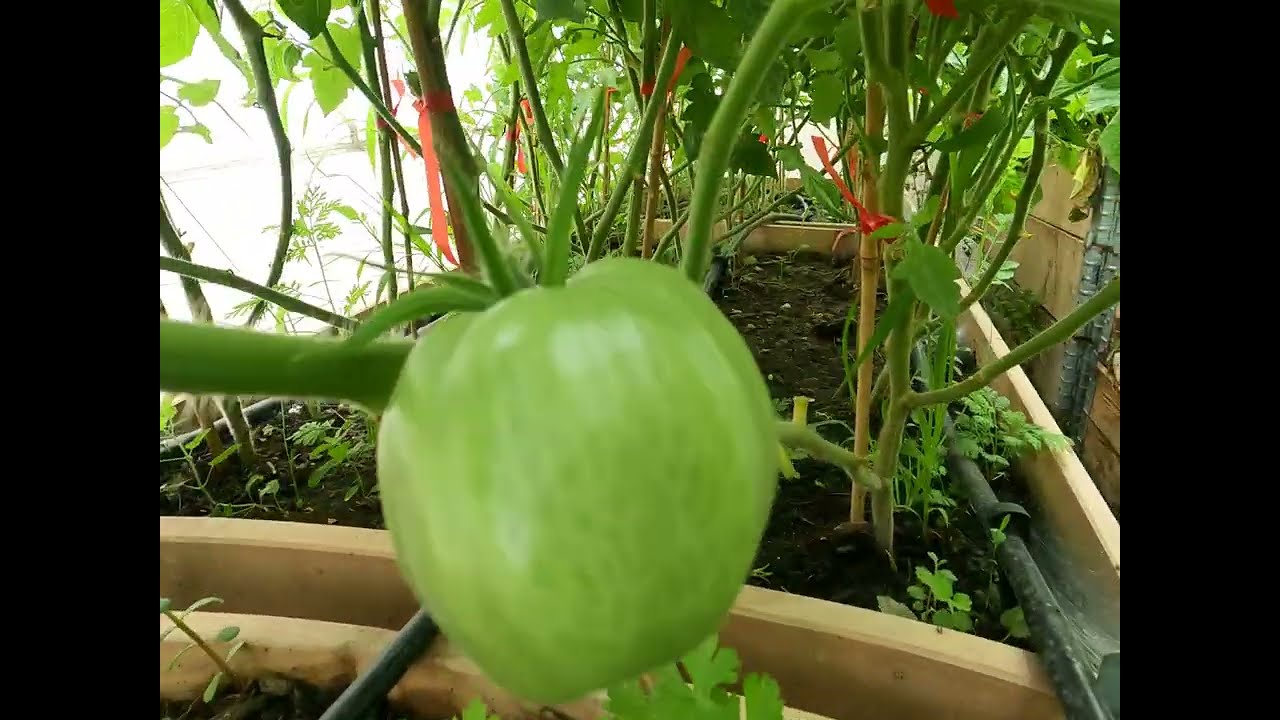 Home garden - relaxing images - grow your own #garden #gardening #vegan #vegetarian #vegetables