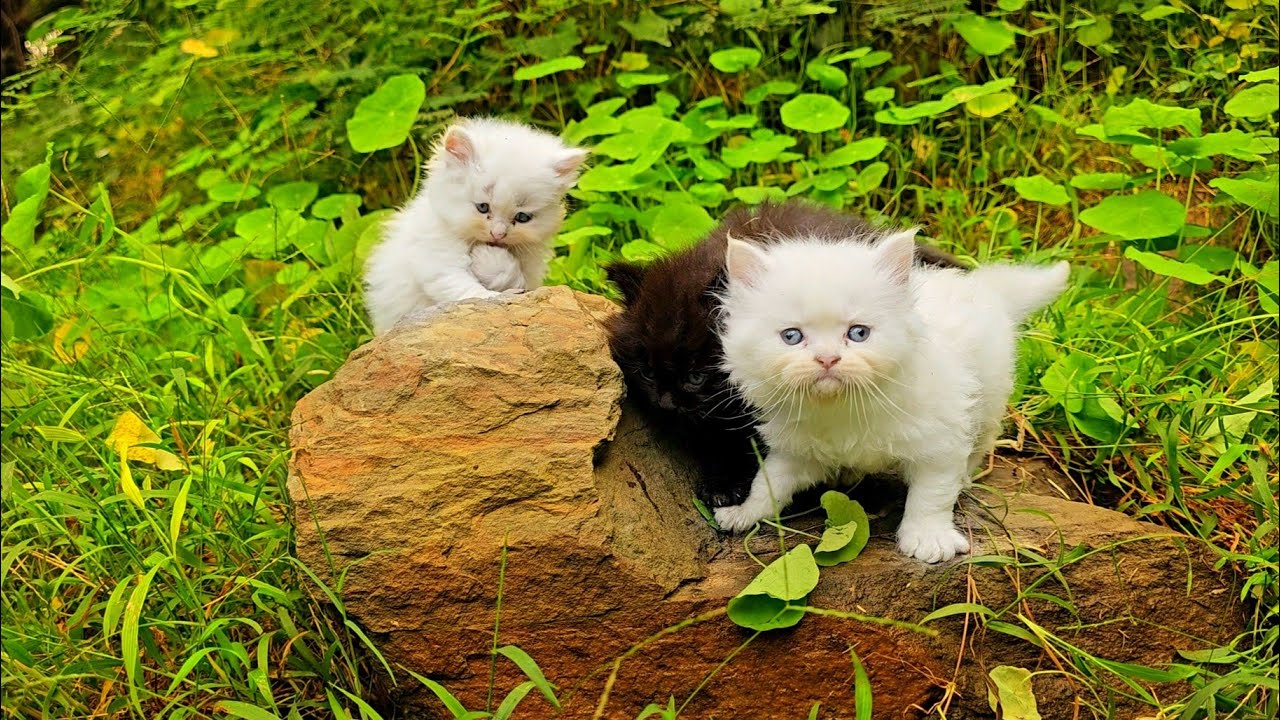She stayed close, guiding six little ones from the start.