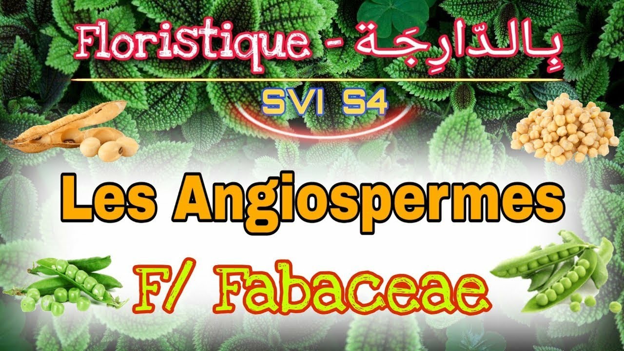 8- Les Angiospermes [F/ Fabaceae] || Floristique بالدارجة (Svi s4)