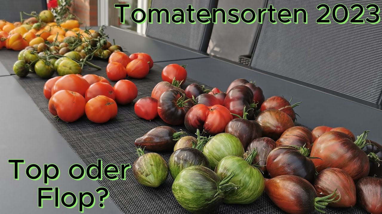 02 09 2023  Ernte und Vorstellung Tomaten 2023 mit Fotos