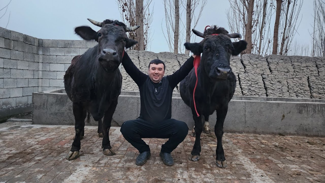 БУГУН ХАМА ШУКДА 🔥АЛИШЕР ФАЙЗ БУГУН ХАМ ПОТЛАТИ ДУСЛАР БУНАКАСИ КАМ БУЛАДИ ФАКАТ УЛГРИБ КОЛИН 