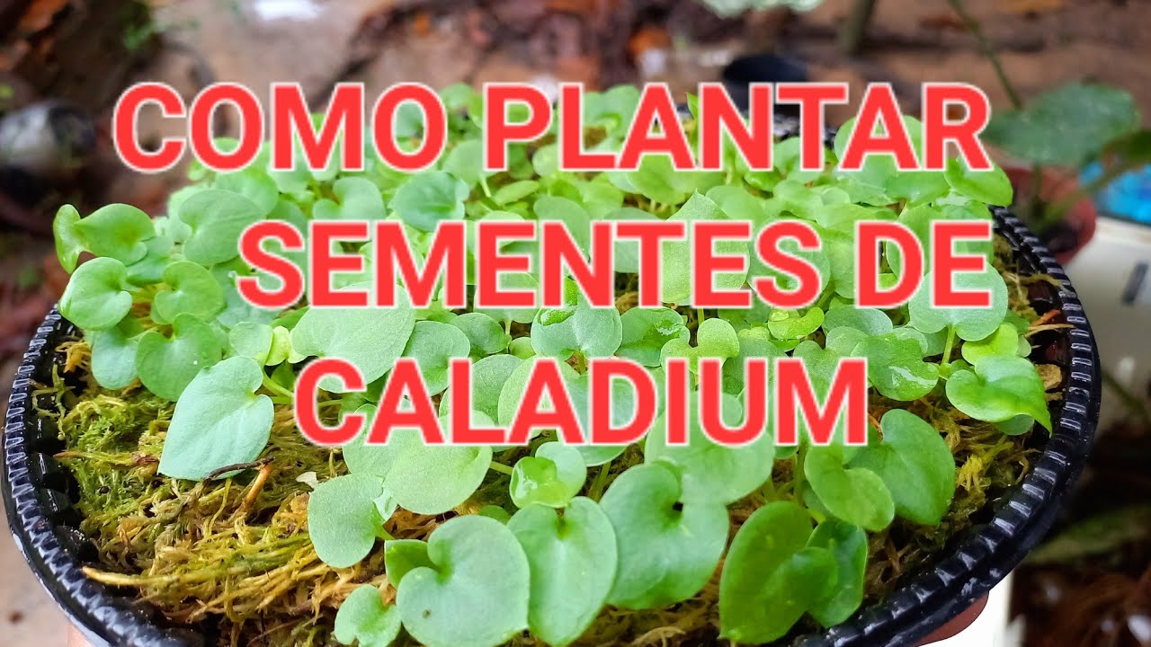 como plantar sementes de caladium experiências de plantio das sementes de plantas caladium