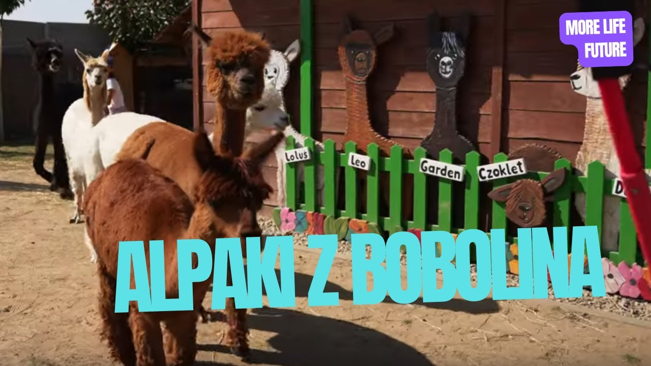 Ich towarzystwo przynosi relaks i wsparcie emocjonalne. Alpaki z Bobolina zapraszają do odwiedzin