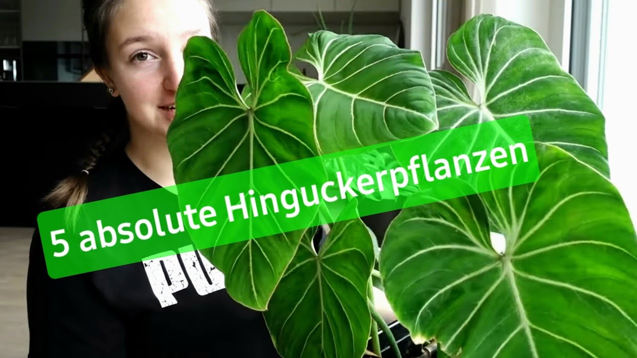 5 hingucker Zimmerpflanzen die auch für Anfänger geeignet sind @Pflanzenwahnsinn
