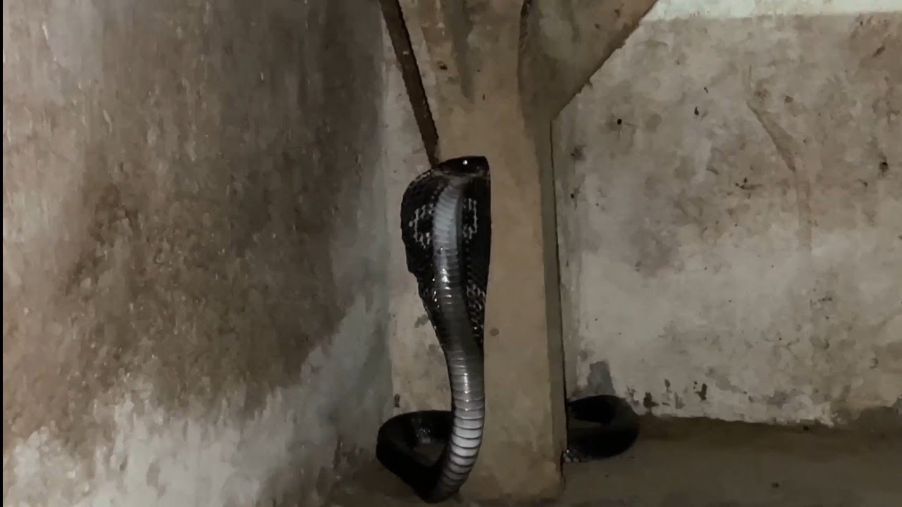 Indian Spectacle Cobra: जंगल का शांत लेकिन घातक रक्षक 🐍🇮🇳