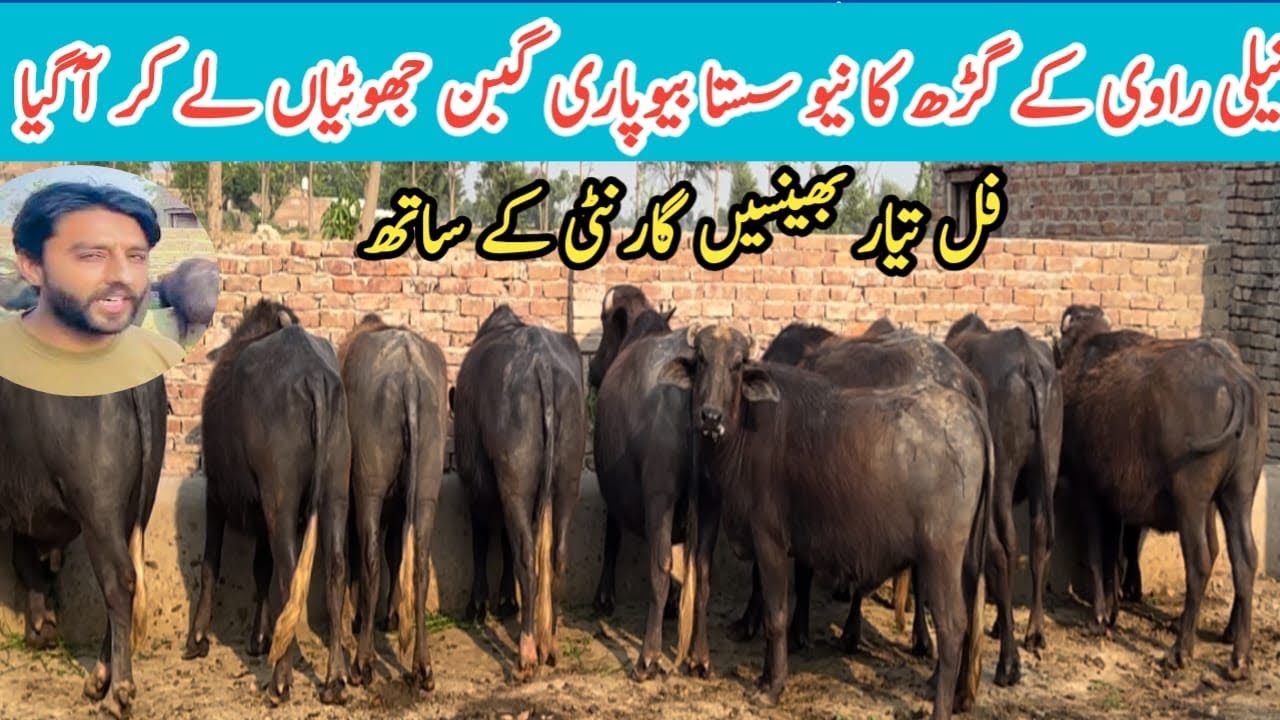 King of Nali Ravi Buffaloes || Udder Gabbon Jhotian Business | Super Quality Pargnant Jhotian