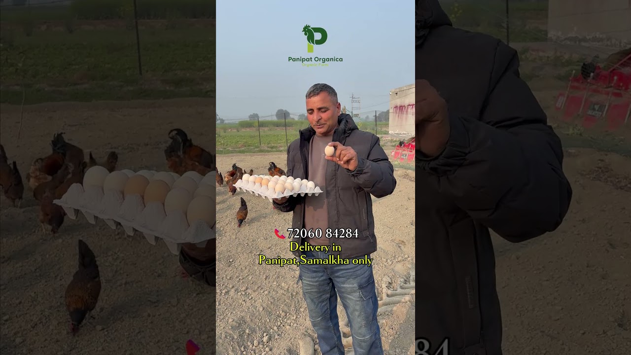 Fresh Desi eggs in panipat 
